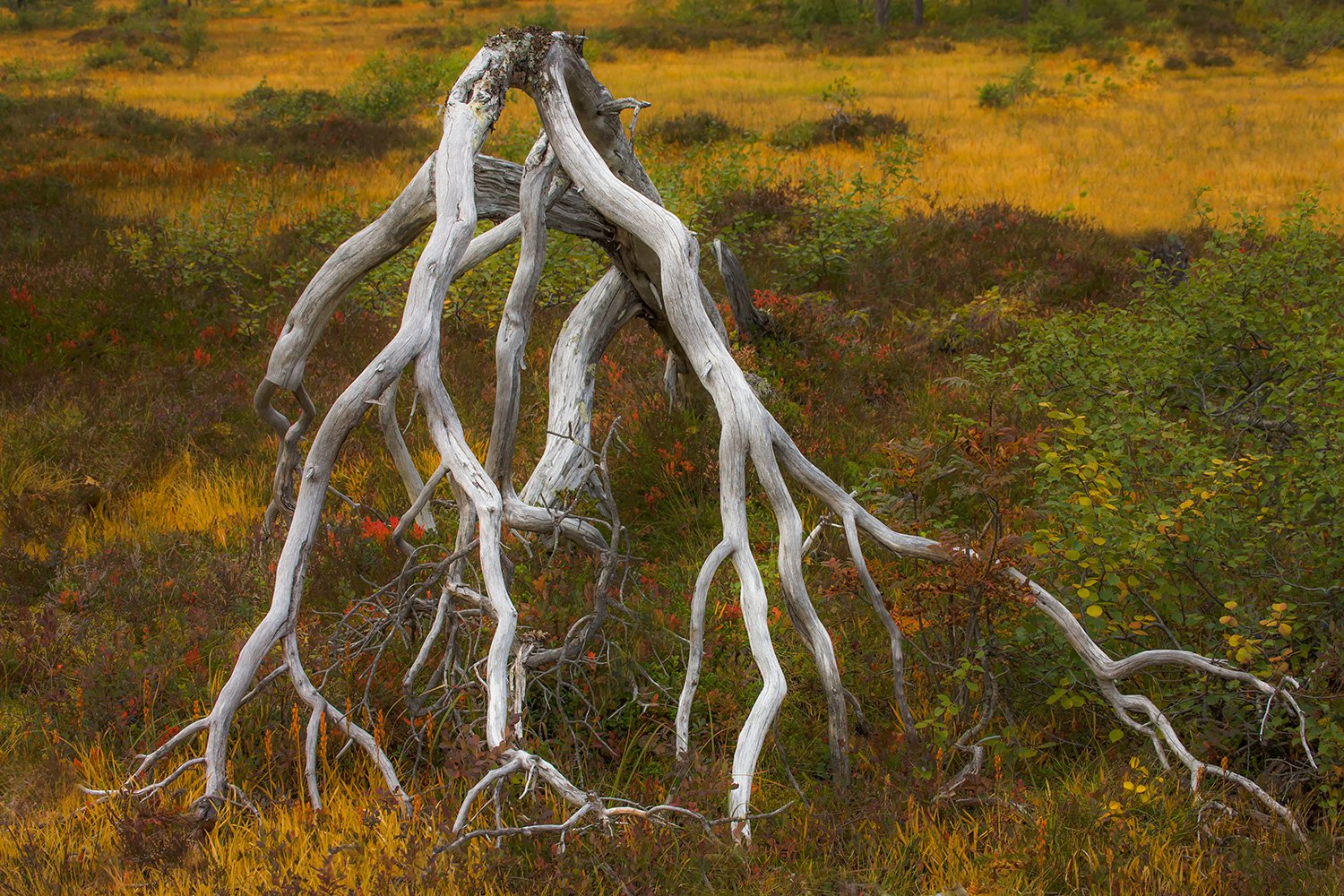 00007_M4_NO8_152-153-salsbruket_2008_4315RCCz-40_15