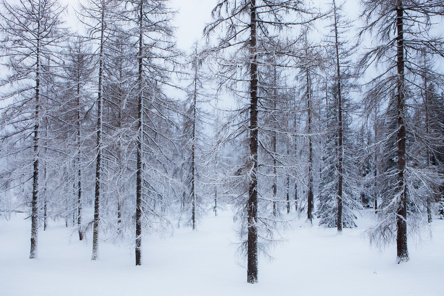 00009_RAMSAU_28DEC_1_2012_0595AO1RncuzN-40_15