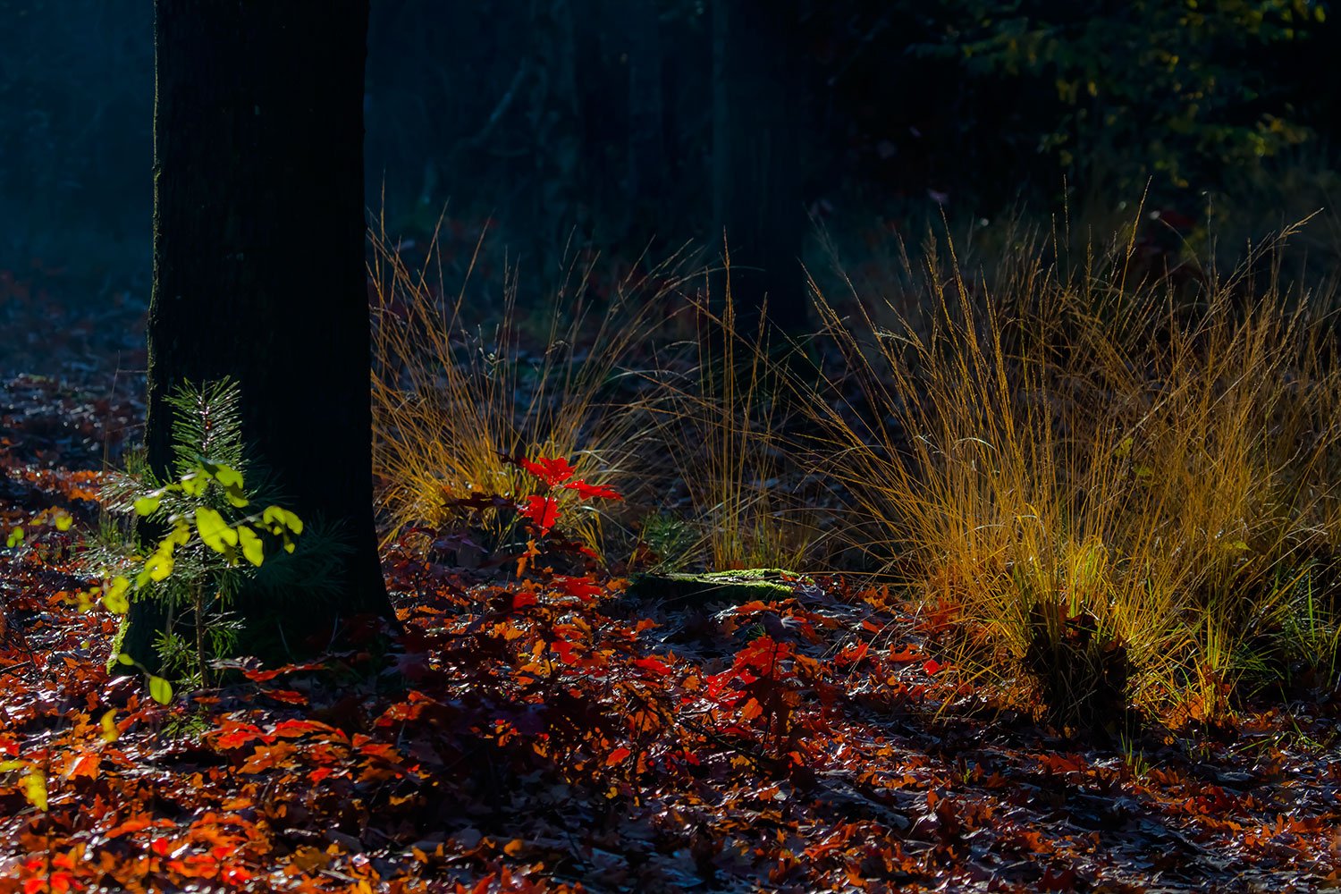 00011_ELSENDORP_1_14NOV_2012_6352RCCz-70_15