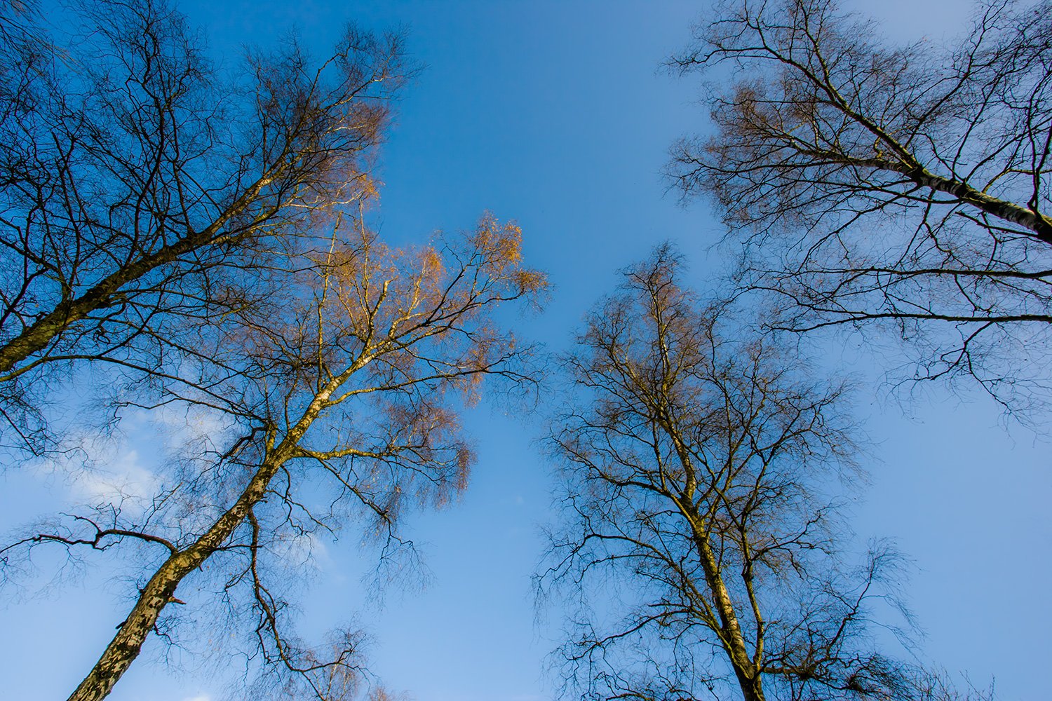 00015_M4_HERFST_HOGEVELUWE_12.11_15