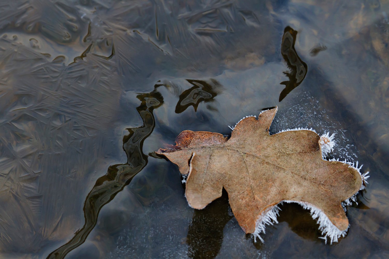 00023_00087_OSSEMEER5_030212_6289AO1RncuzN_15