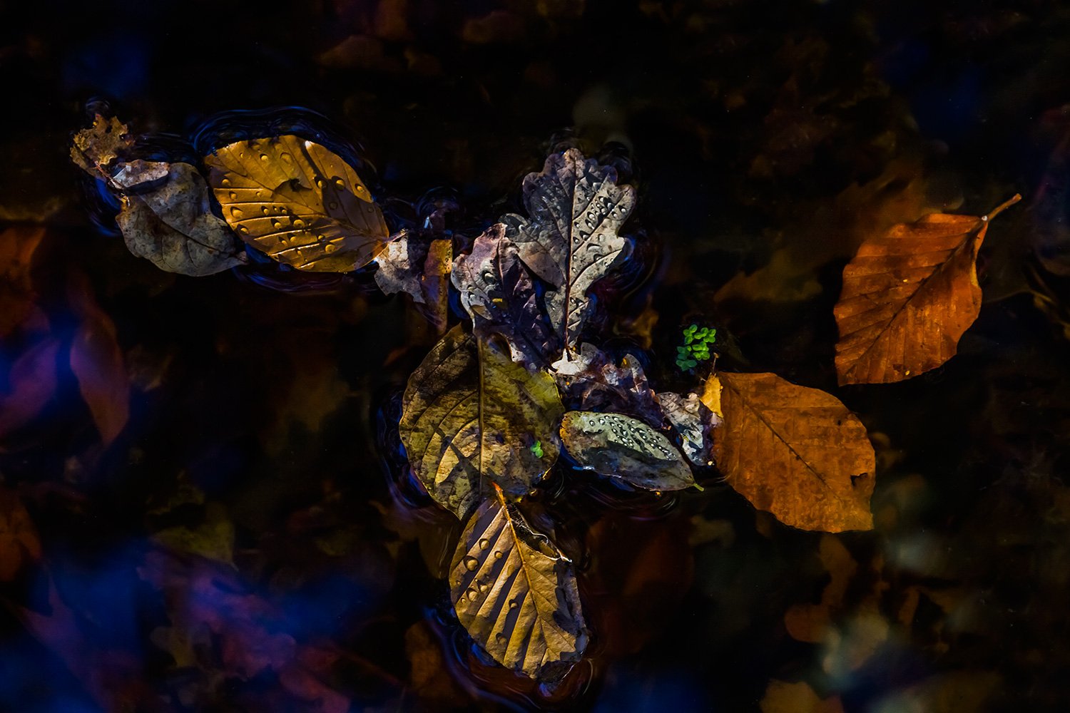 00031_M1_ELSENDORP_3_14NOV_2014_6209RCCz+40_15