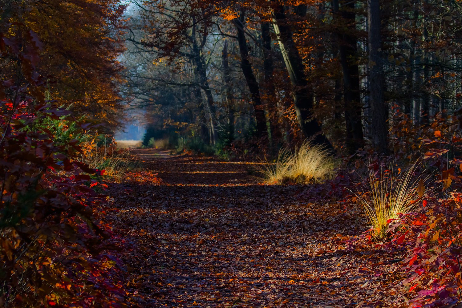 00039_ELSENDORP_1_14NOV_2012_6580RCCz-70_15