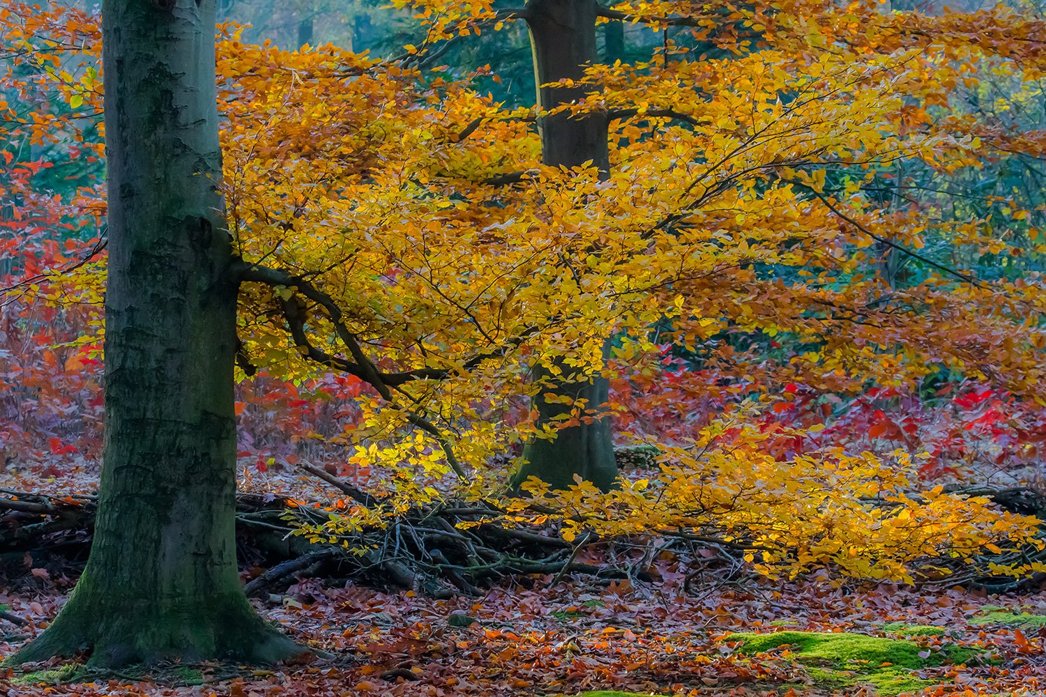 00043_ELSENDORP_3_14NOV_2014_5975RCCz-40_15