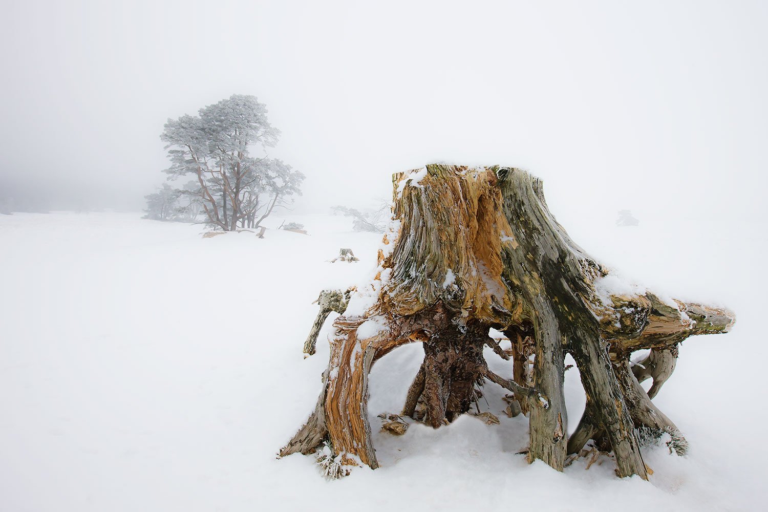 00059_HOGE-VELUWE08_9885AO1RncuzKL1N_15