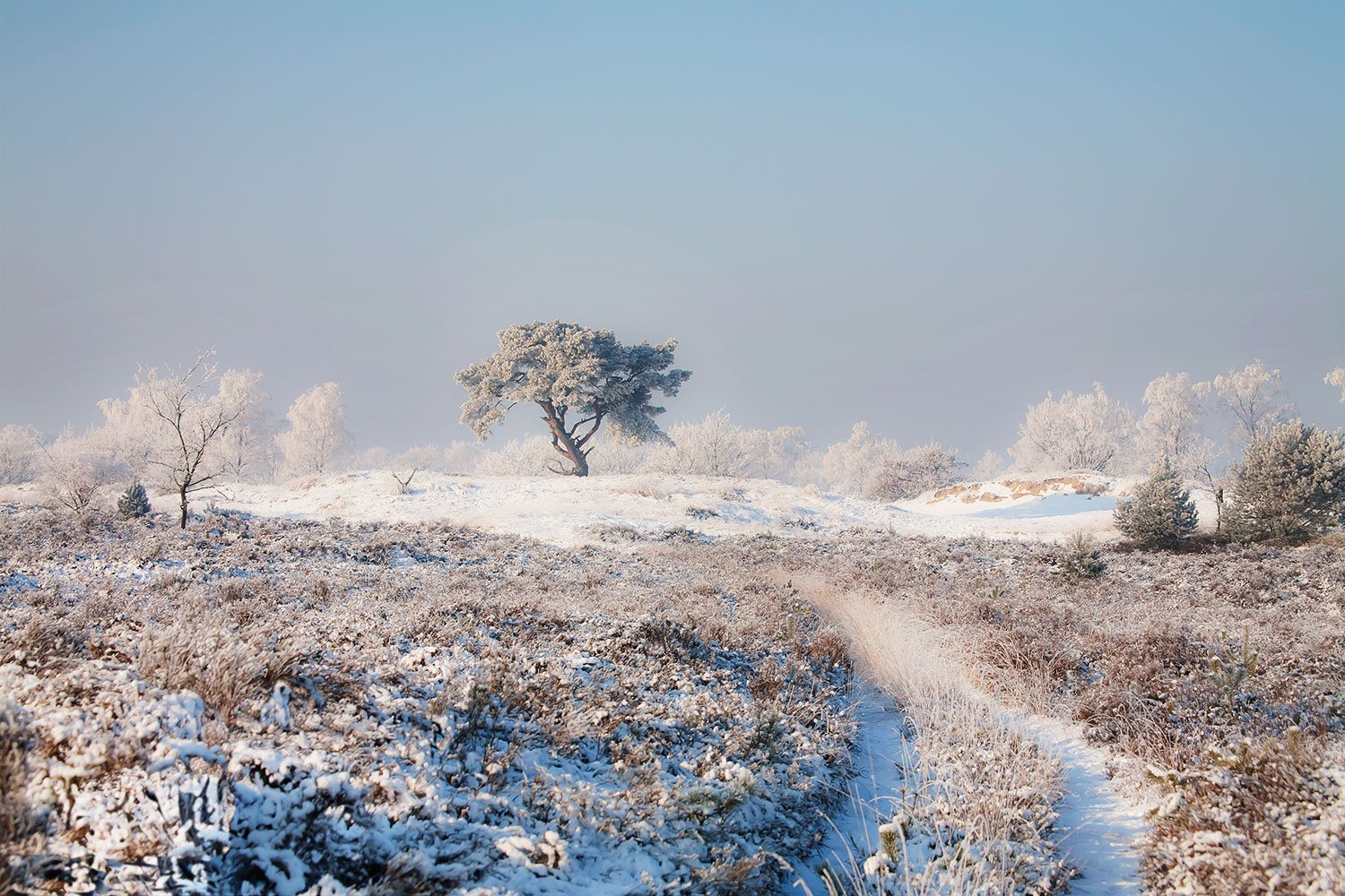 00071_LOONSE_DRU_DUIN_09_01_10_9994AO1RnczuN2e_15