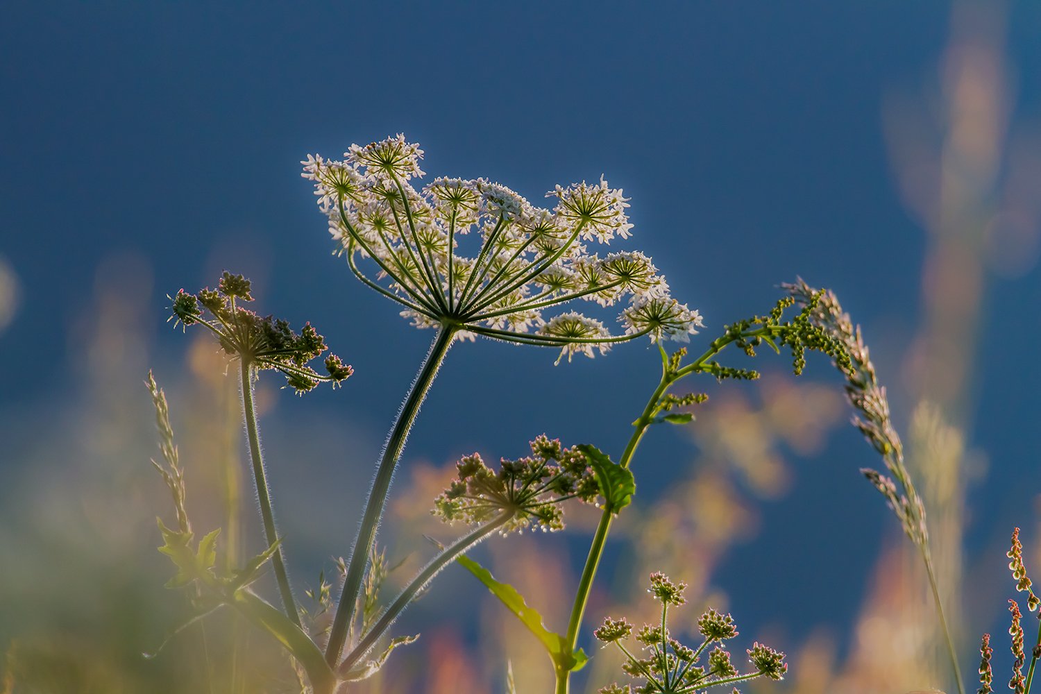 00057_M1_HINTERB_6_21JULI_2013_1126RCCz-40_15