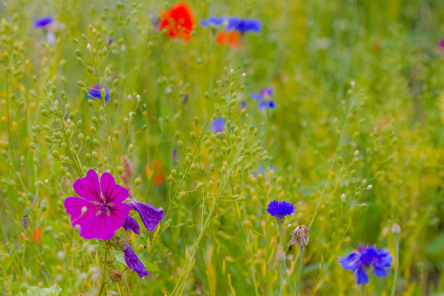 00073_MOBIHD_HINTERB_WAT_BLOE_31JULI_2014_6649RCCz-40_15