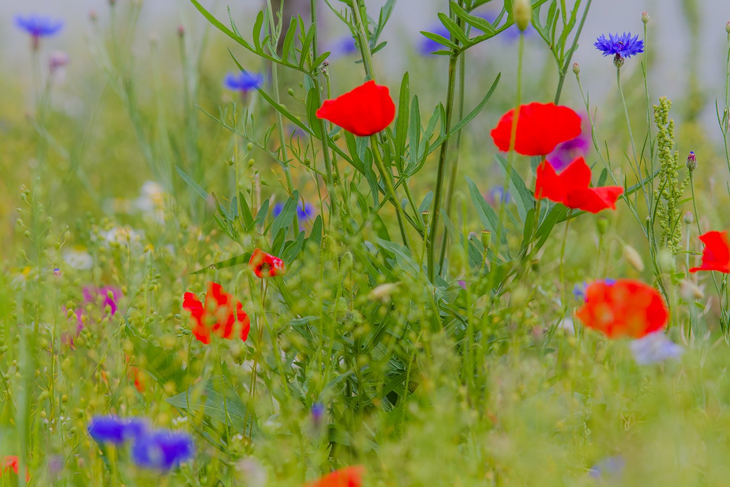 00079_MOBIHD_HINTERB_WAT_BLOE_31JULI_2014_6680RCCz-40_15