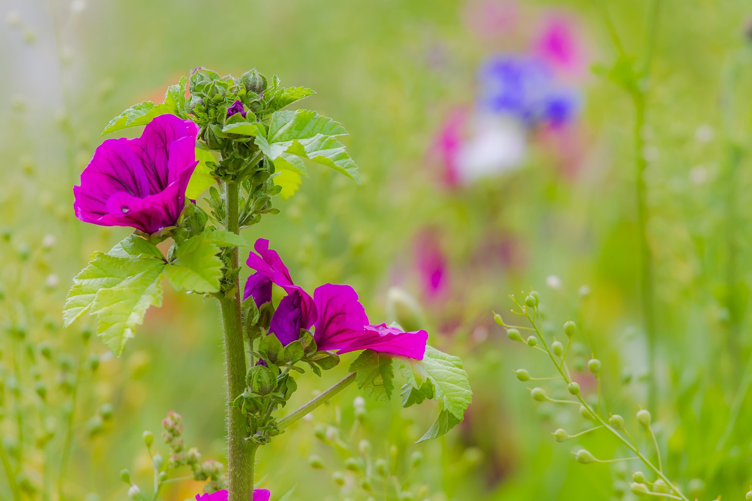 00083_MOBIHD_HINTERB_WAT_BLOE_31JULI_2014_6698RCCz-40_15