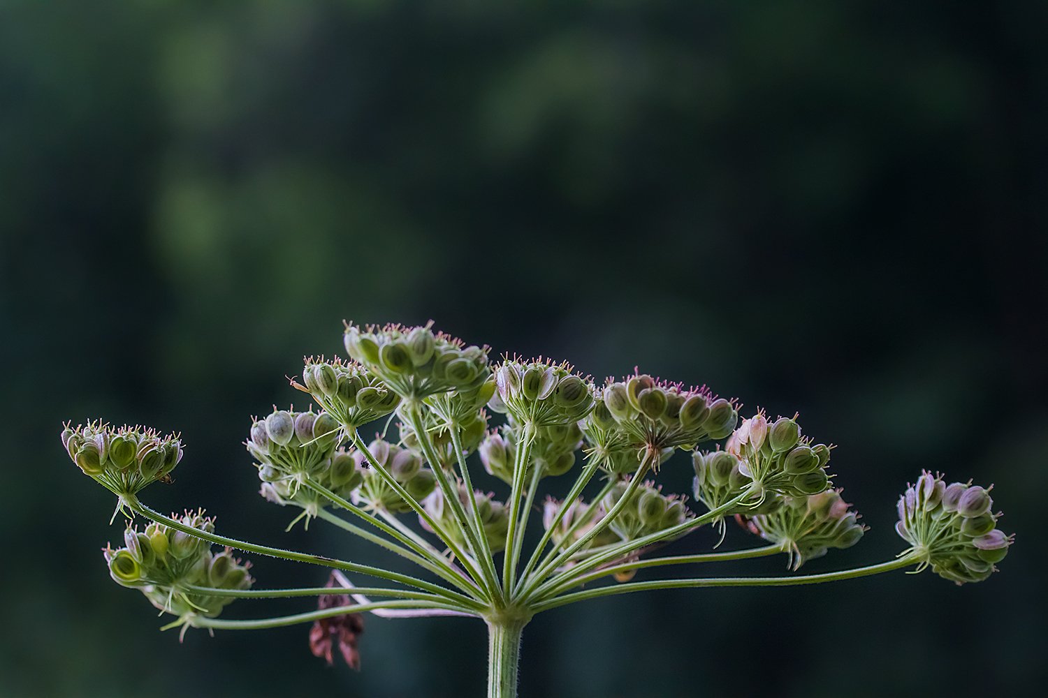 00093_ELG_HINTERB_11AUG_2014_0985RCCz-40_15