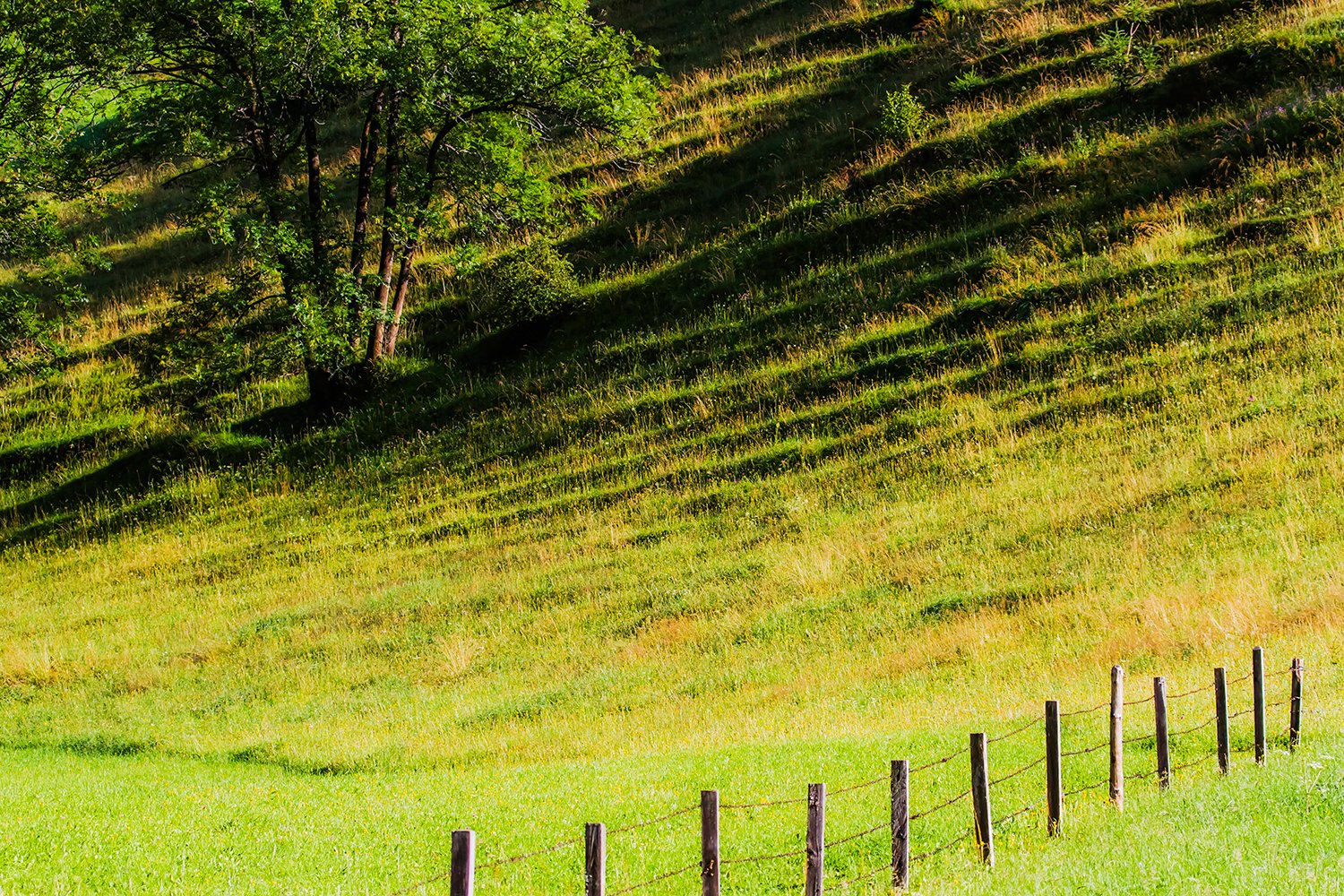 00185_HINTERB_1_31JULI_2015_0565RCCz-40_15