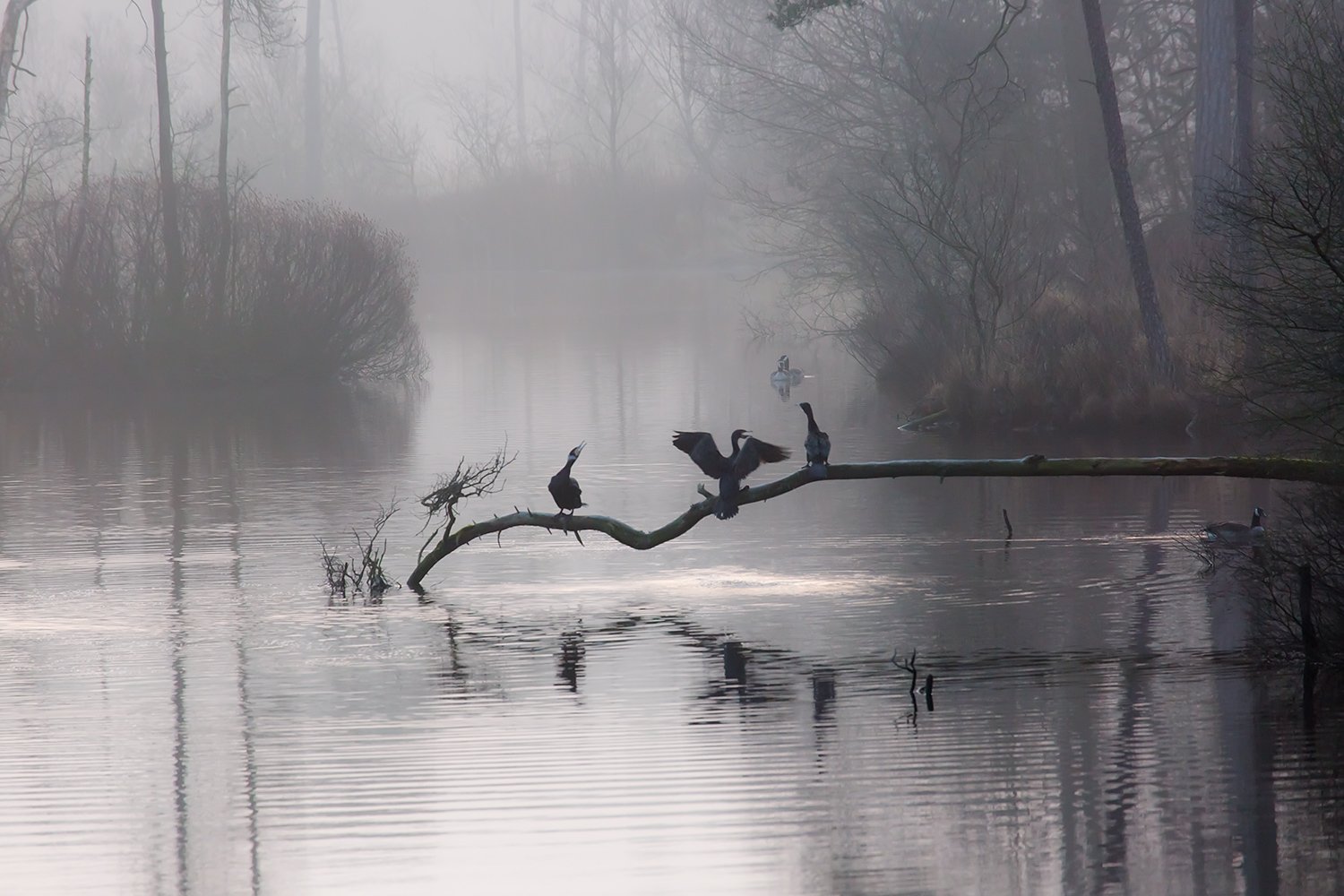 00117_III_OISTERWIJK_1_11MRT_2016_8769RCCz-40