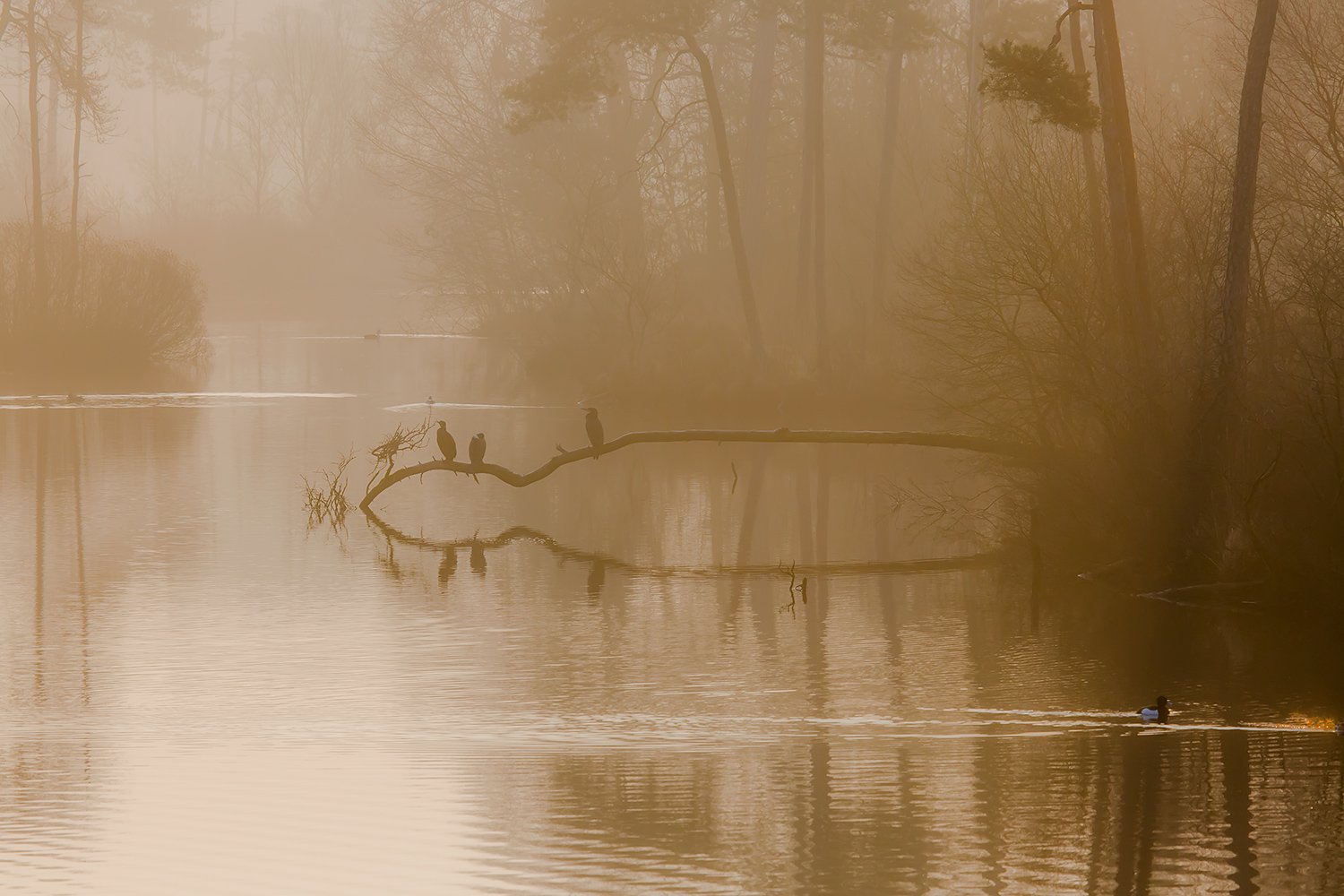 00212_III_OISTERWIJK_2_11MRT_2016_9183CCz-40