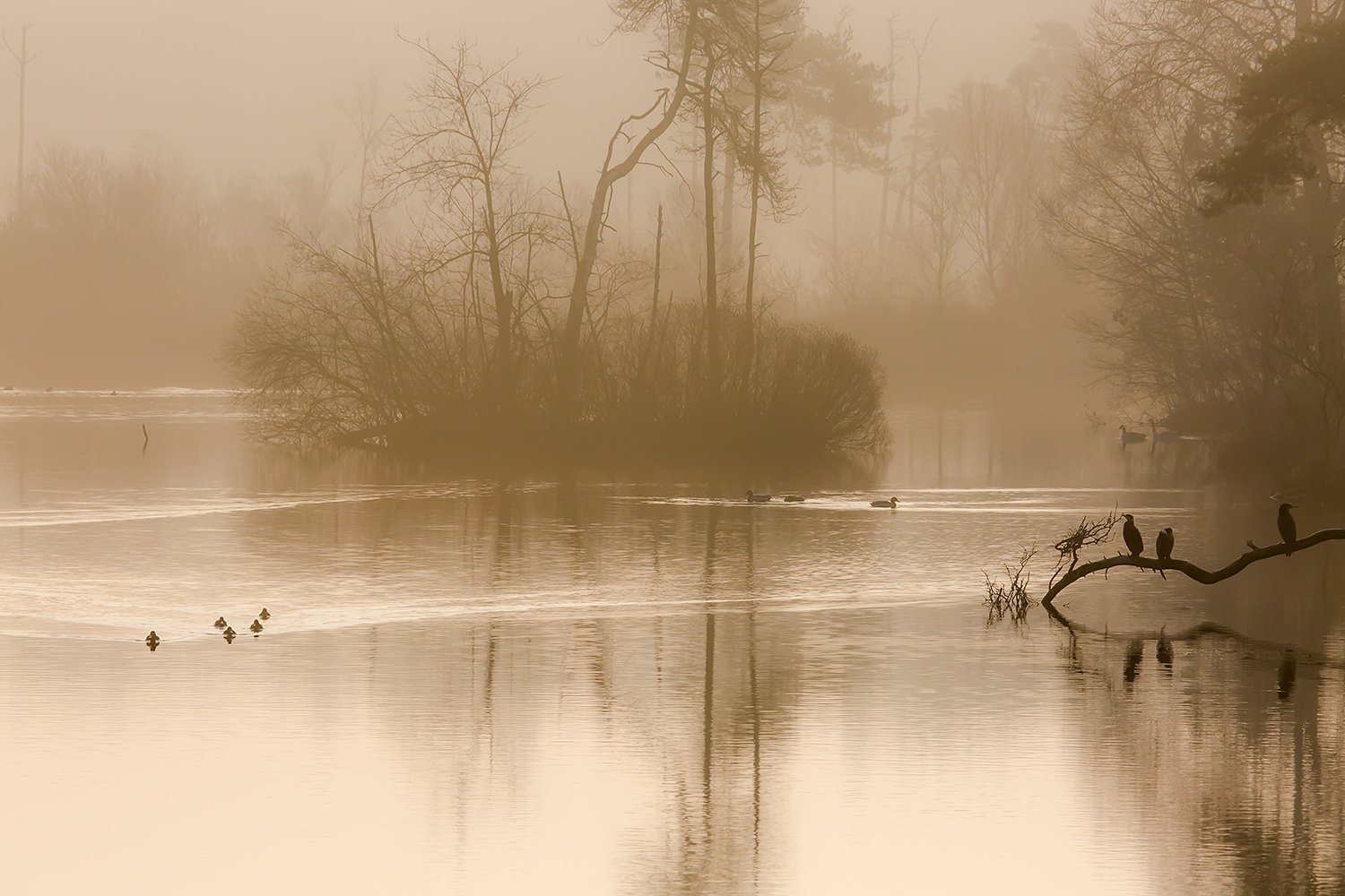 --00223_III_OISTERWIJK_2_11MRT_2016_9197CCz-40