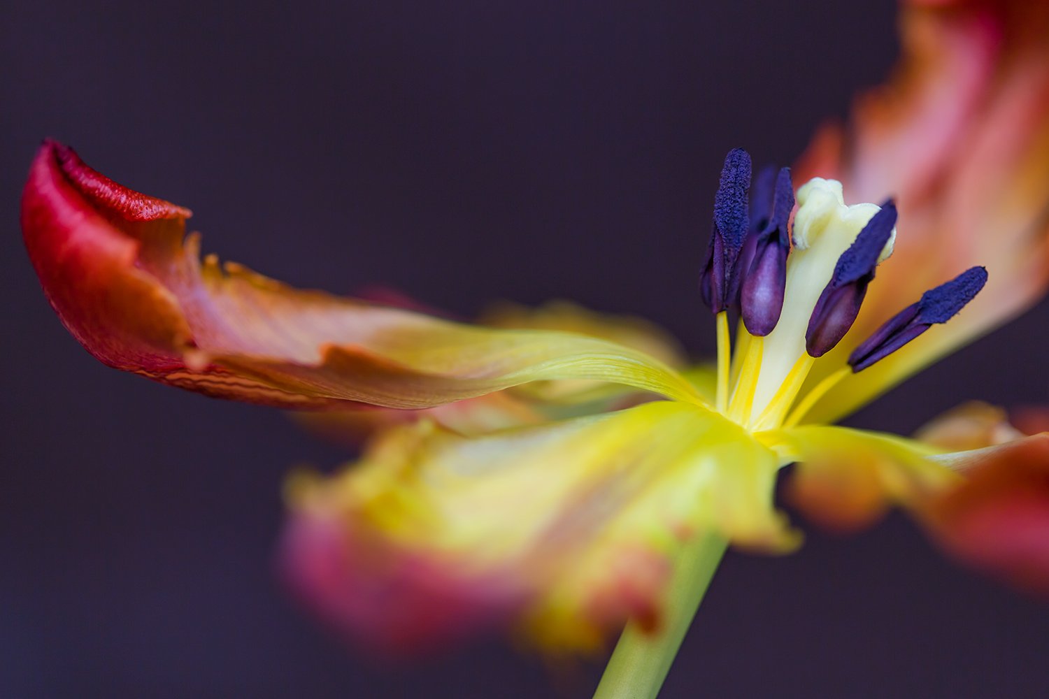 00025_III_MACR_TULP_1_17APRIL_2016_5125RCCz-10_15