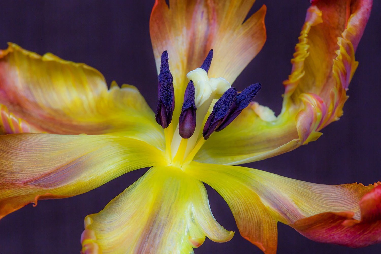 00031_III_MACR_TULP_1_17APRIL_2016_4934RCCz-40_15