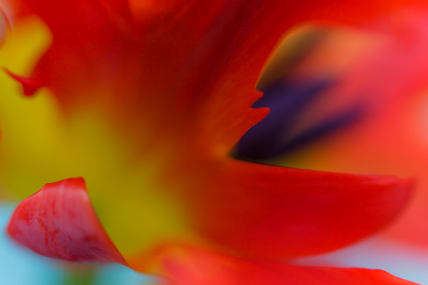 00041_III_MACR_TULP_1_10APR_2016_2489RCCz_10_15