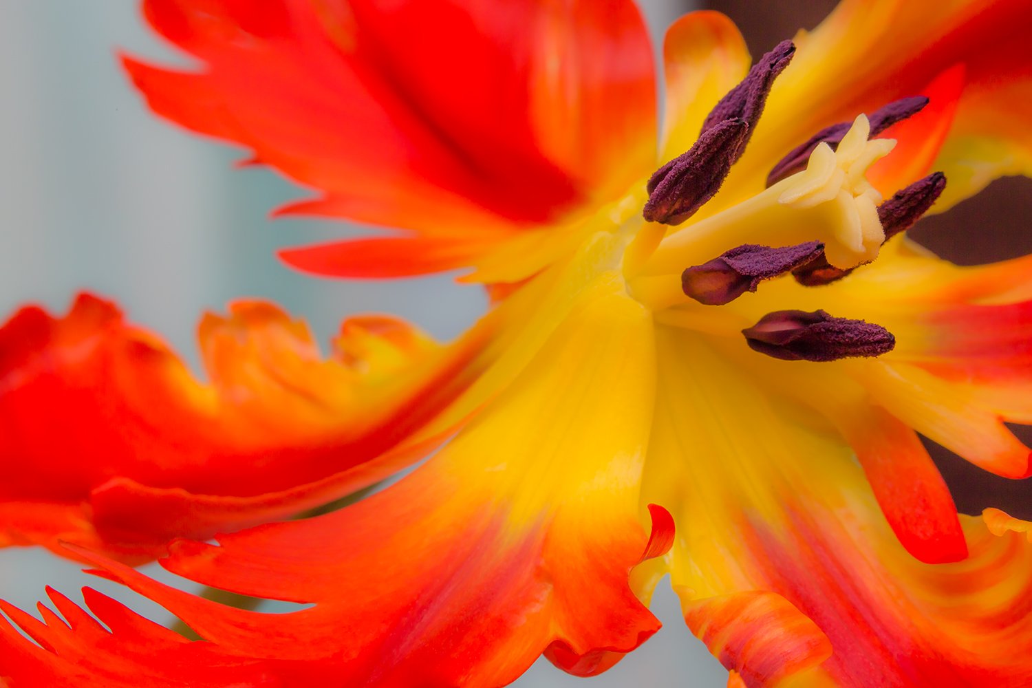 00043_III_MACR_TULP_1_12APR_2016_2844RCCz-40_15