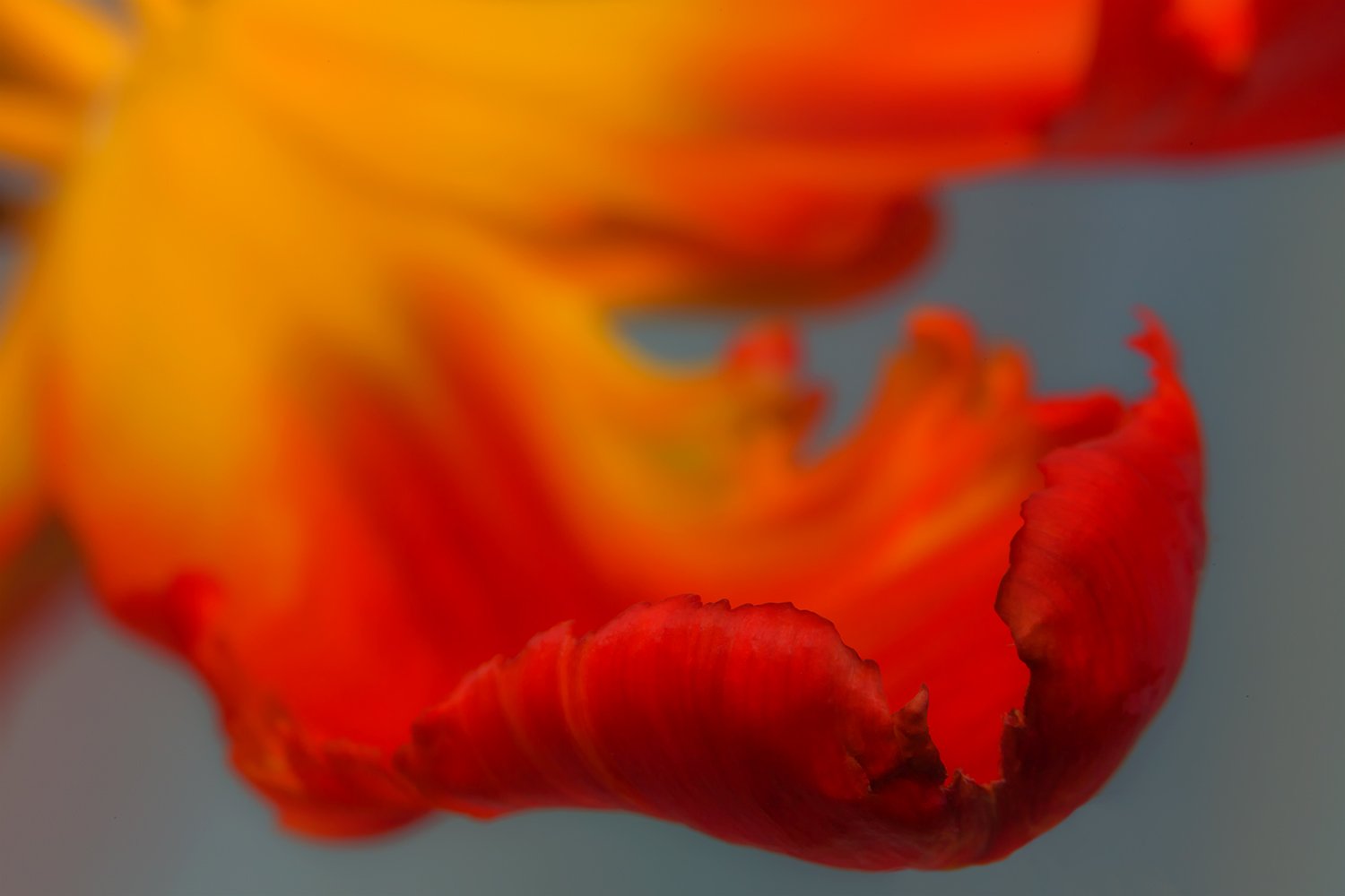 00049_III_MACR_TULP_1_12APR_2016_2901RCCz-402e_15