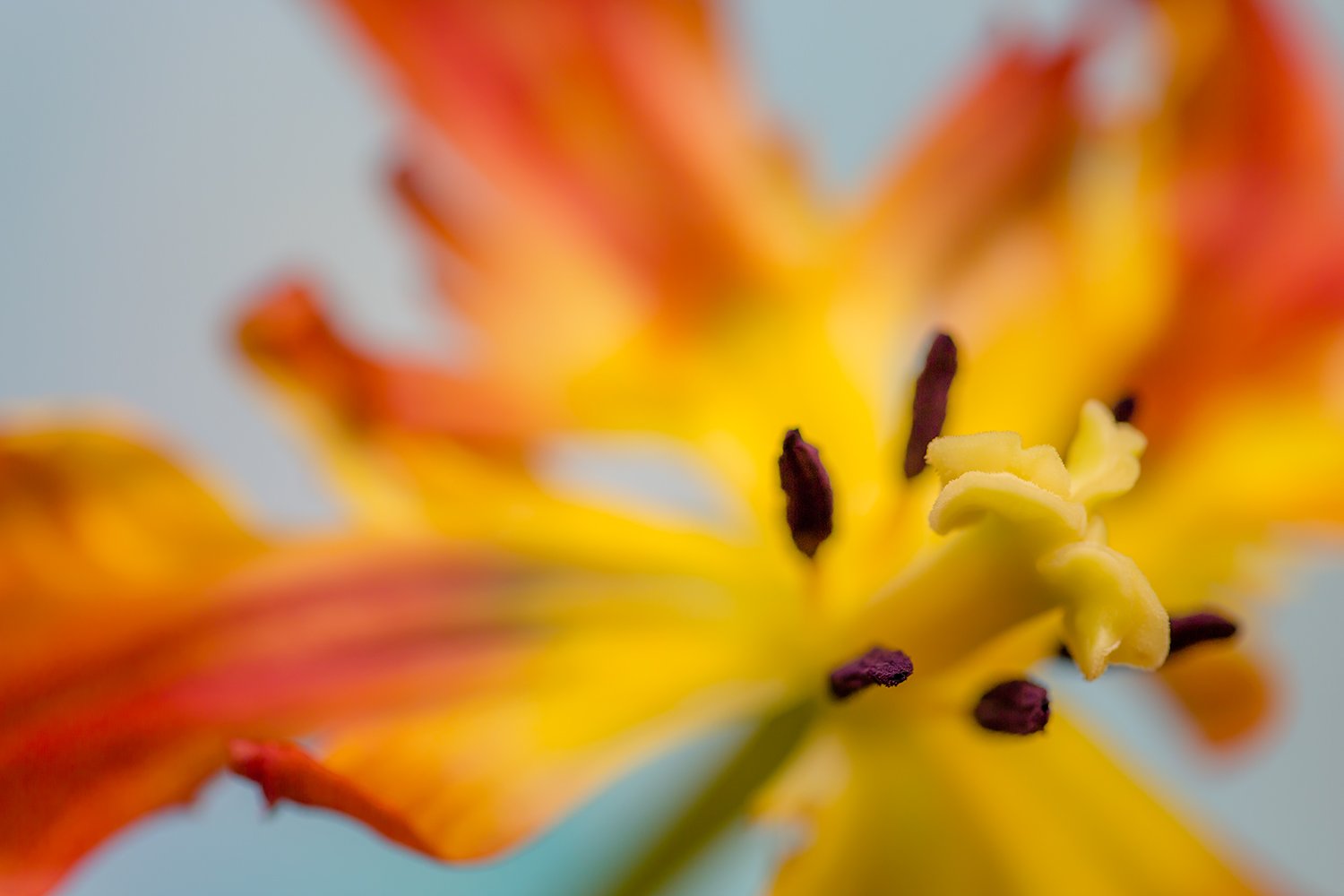 00054_III_MACR_TULP_1_16APR_2016_4128RCCz-15_15