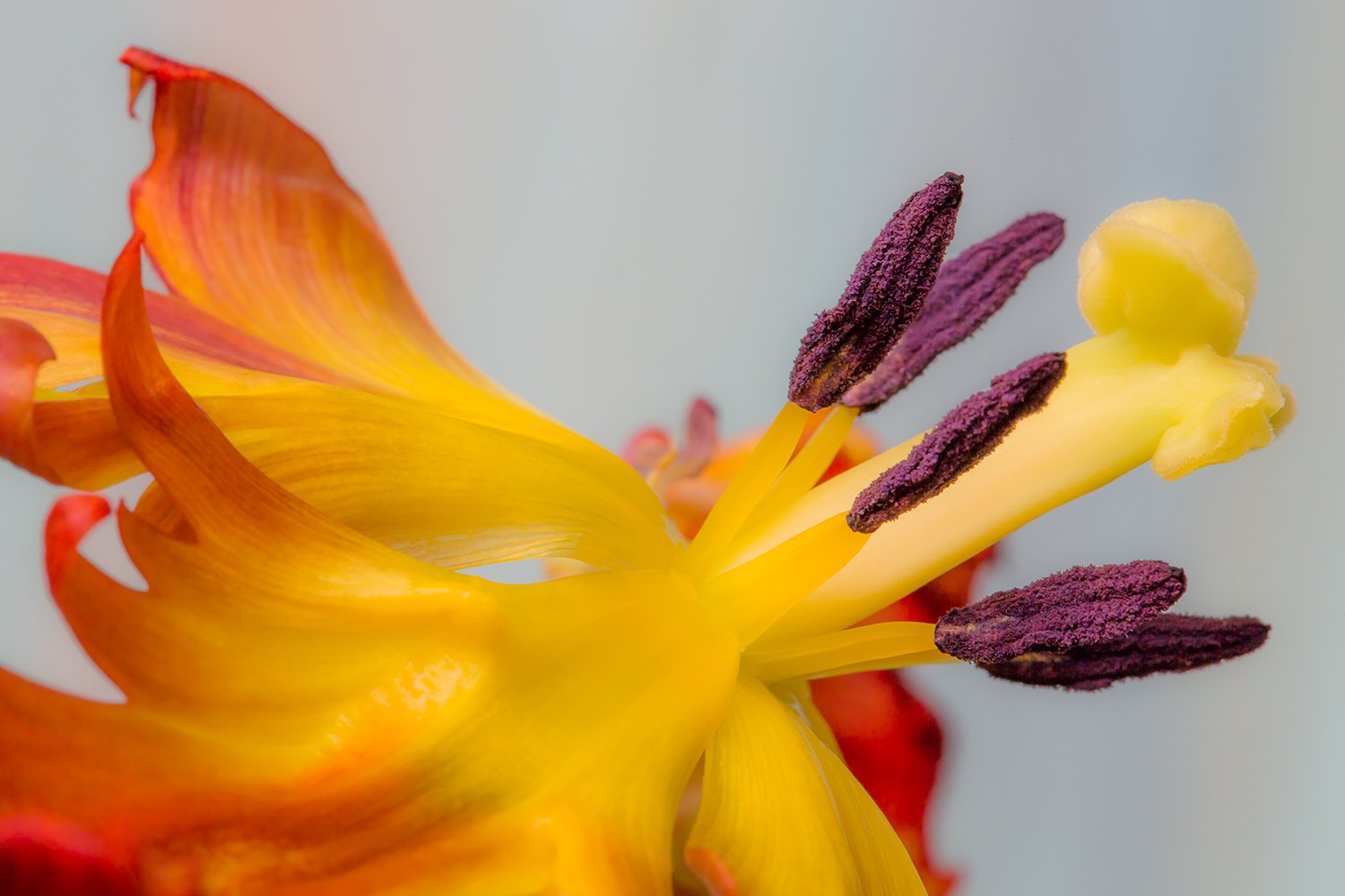 00061_III_MACR_TULP_1_16APR_2016_4200RCCz-40_15