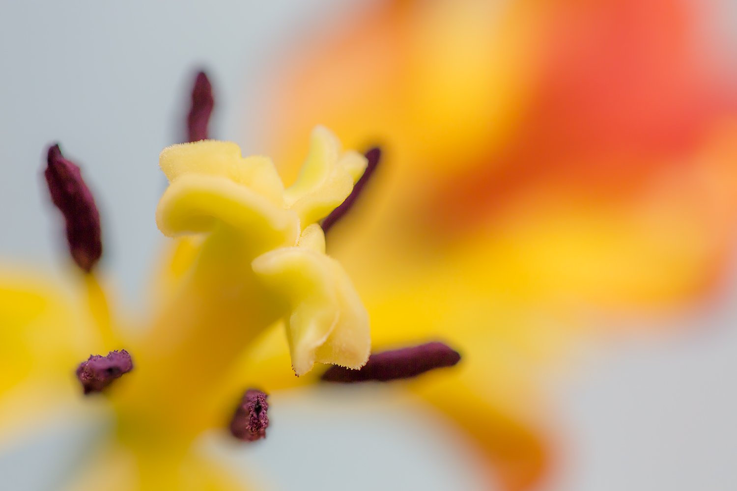 00075_III_MACR_TULP_1_16APR_2016_4421RCCz-15_15