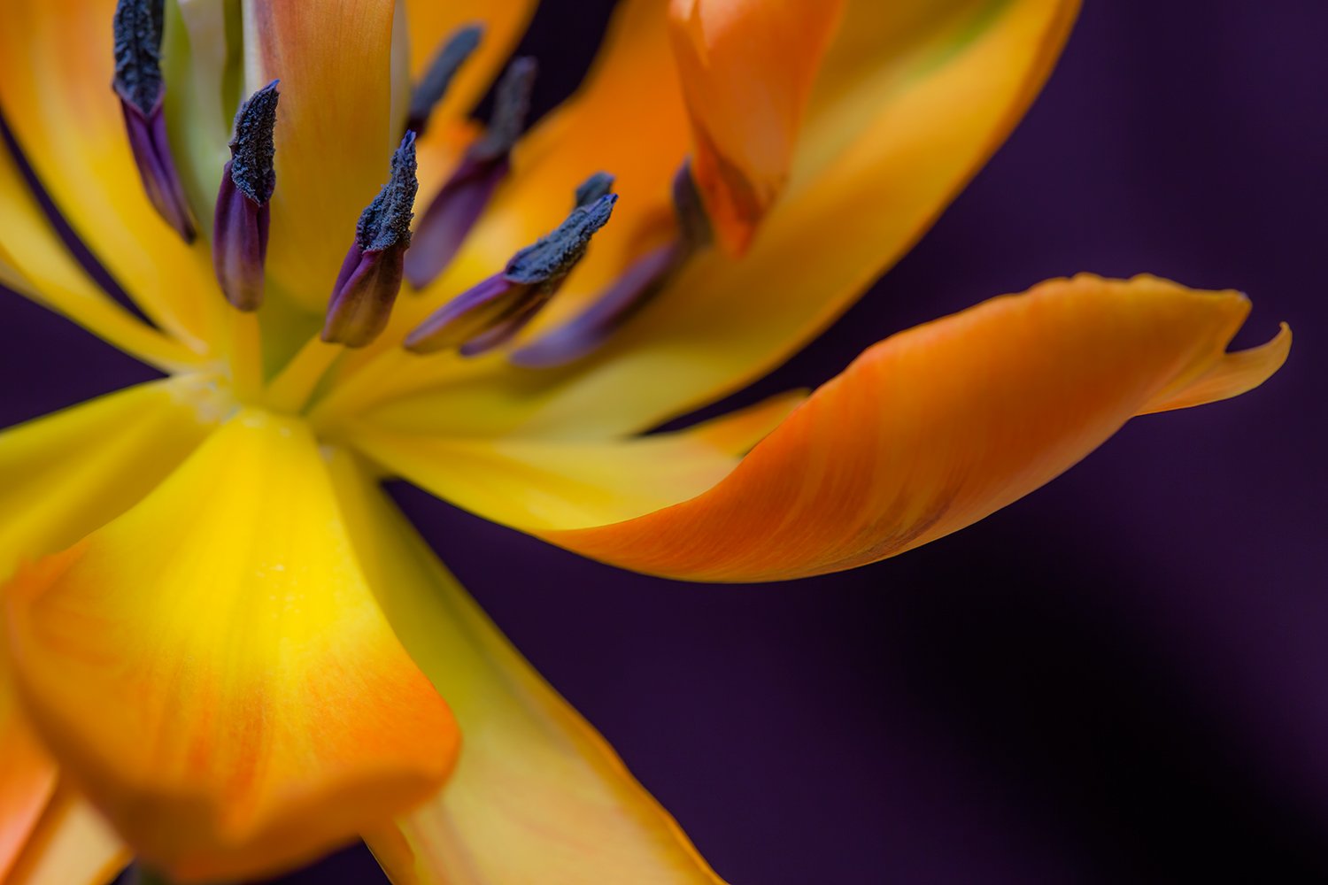 00135_III_MACR_TULP_2_17MEI_2016_9229RCCz-30_15