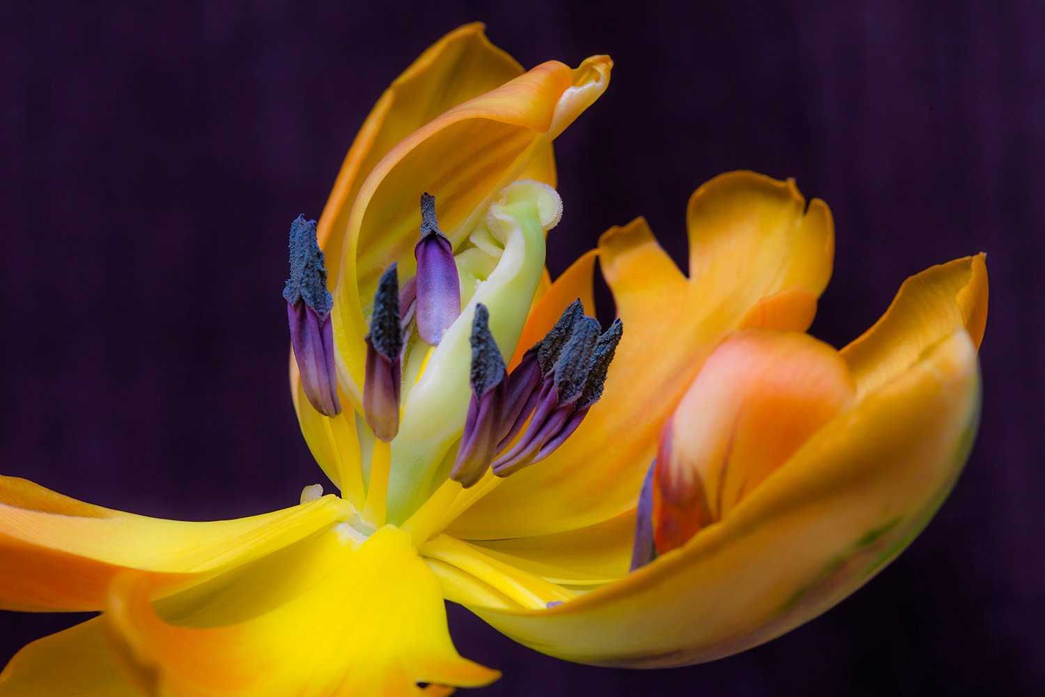 00149_III_MACR_TULP_2_17MEI_2016_9459RCCz-40_15