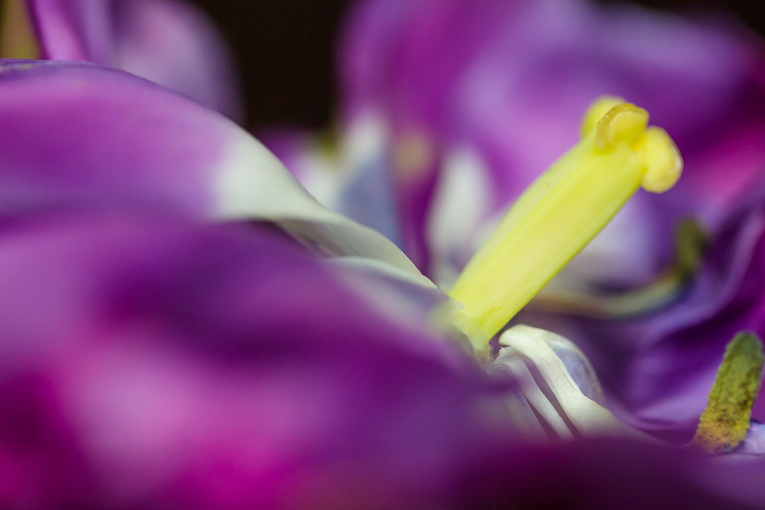 00159_III_MACR_TULP_1_26APRIL_2016_6180RCCz-10_15