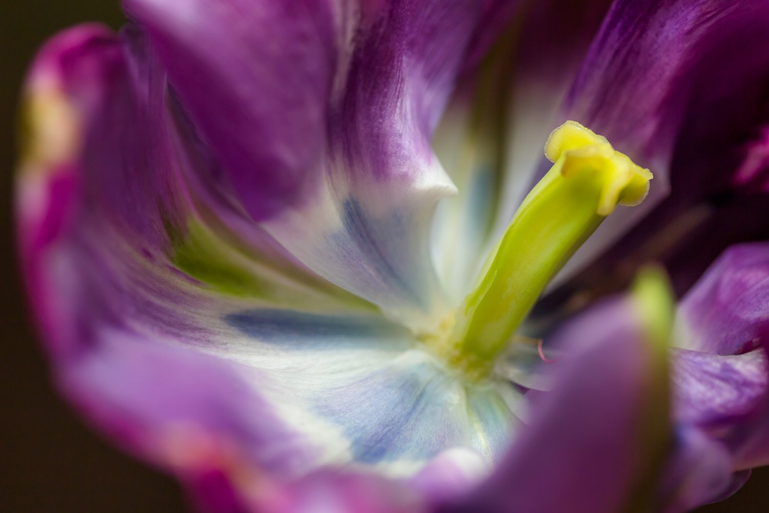 00171_III_MACR_TULP_28APR_2016_6529RCCz-10_15