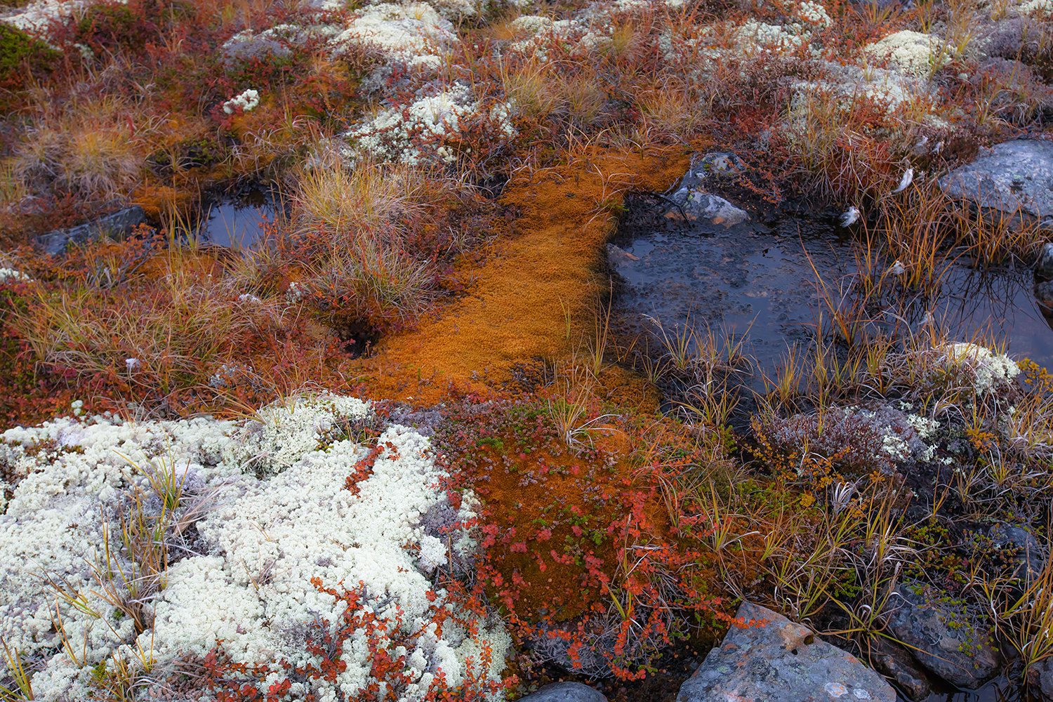 00109_NO8_PHOTO_174_175-176_FLATSETRA_6559RCCz-40_15