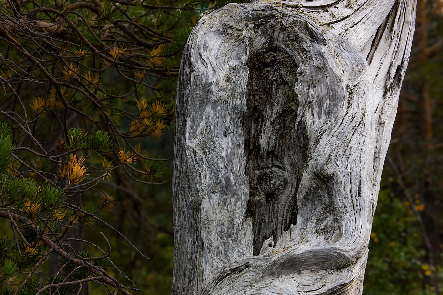 00121__M4_NO8_152-153-salsbruket_2008_4320RCCz-40_15