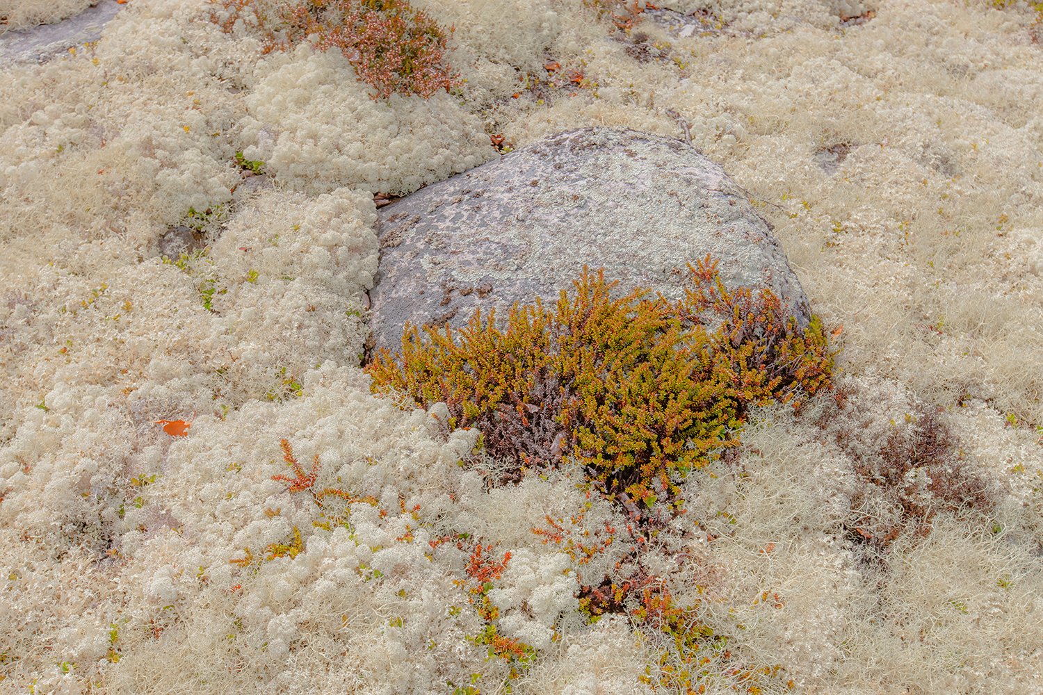 00231_M4_NO8_PHOTO_172_173_FLATS_ALV_6109RCCz-40_15