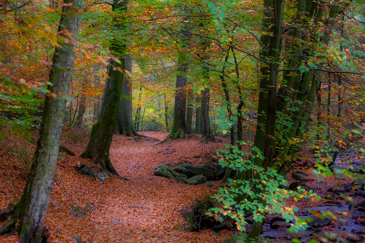 00005_III_HOECHNE_RIK_ELS_18OKT_2018_1033RCCz-60_15