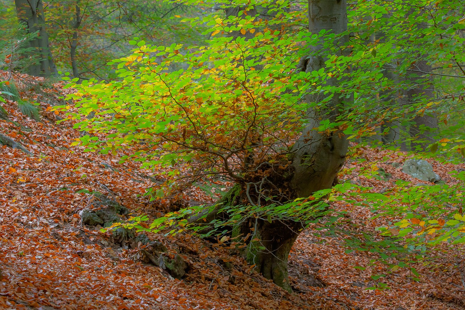 00007_III_HOECHNE_RIK_ELS_18OKT_2018_1351RCCz-40_KL1_15