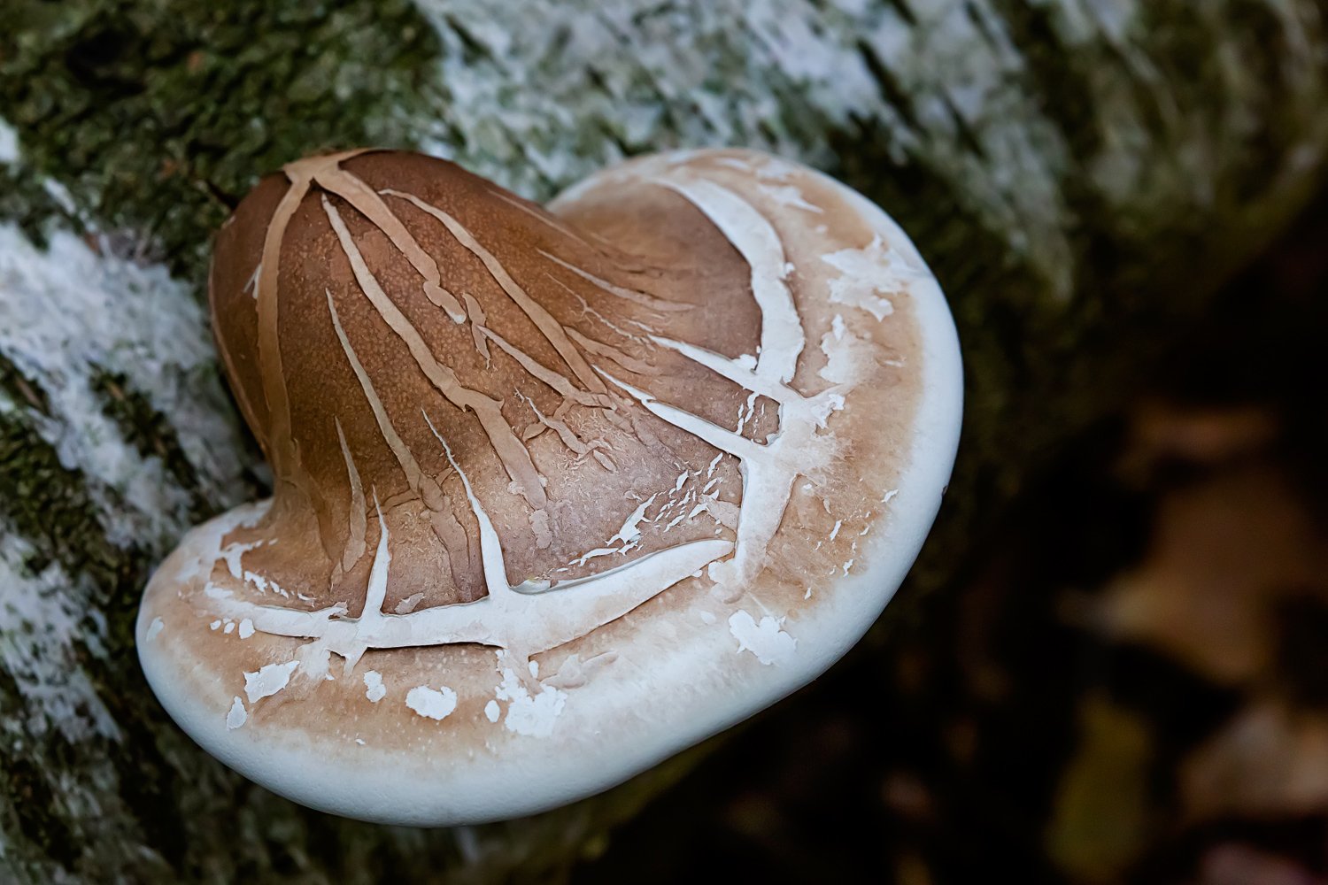 00025_III_HOGEVORS_110KT_2018_0282RCCz0_15