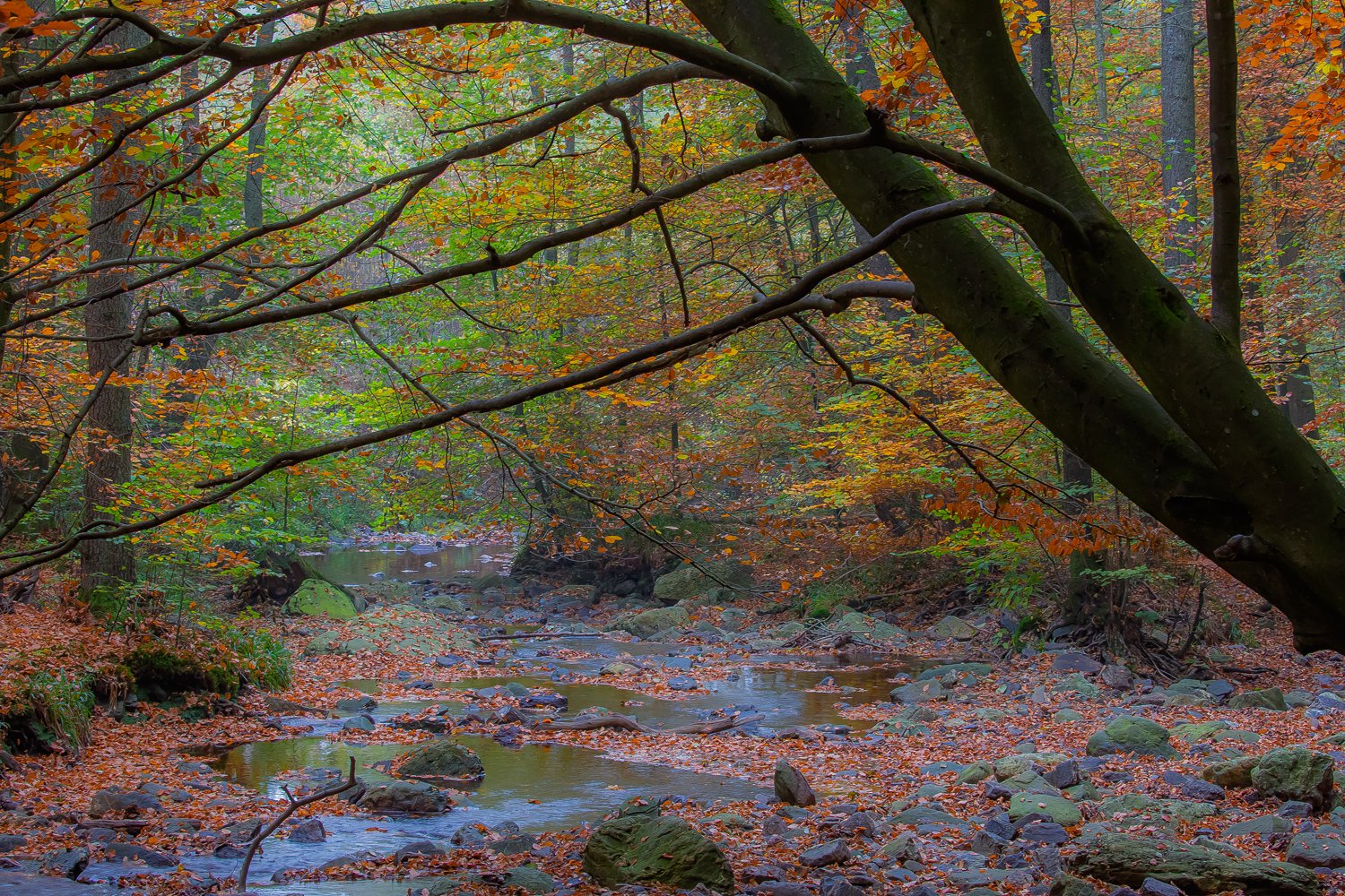 00035_III_HOECHNE_RIK_ELS_18OKT_2018_1379RCCz-40_15