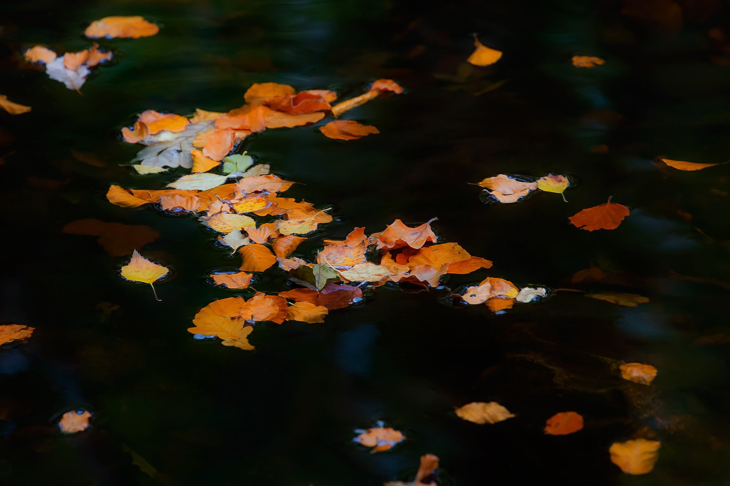 00043_III_HOECHNE_RIK_ELS_18OKT_2018_1042RCCz-44_KL1_15