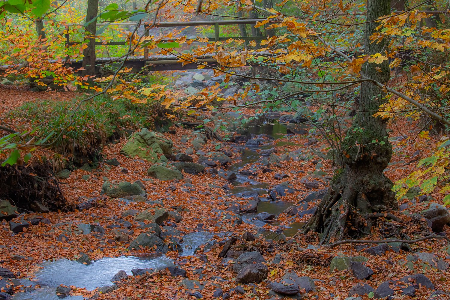 00047_III_HOECHNE_RIK_ELS_18OKT_2018_1341RCCz-40_15