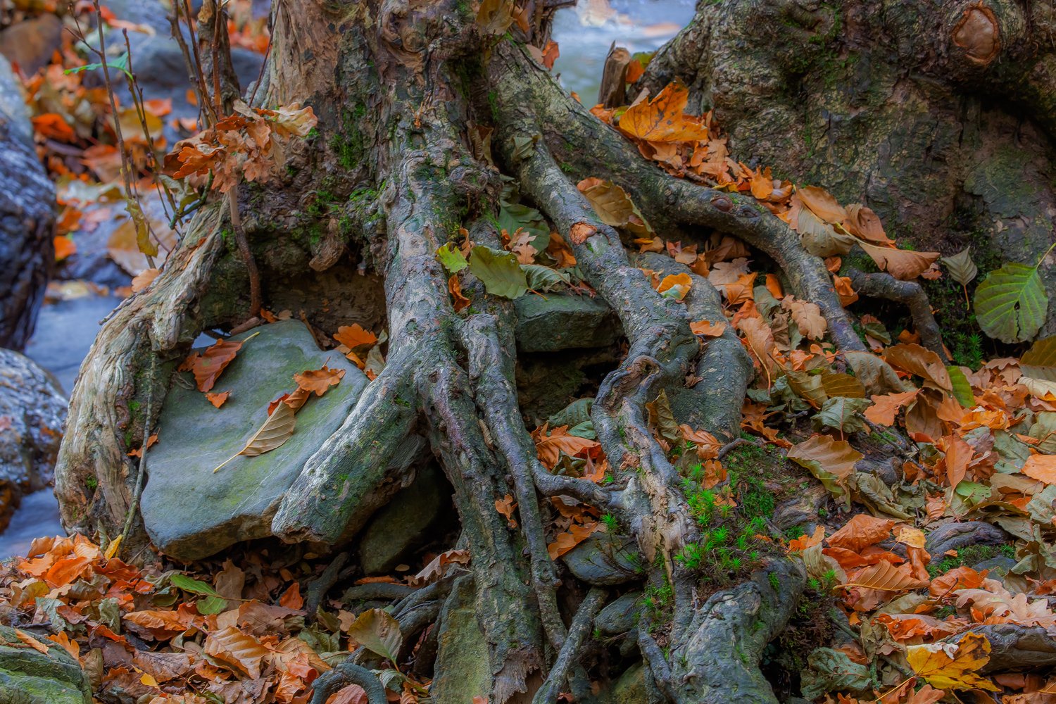 00049_III_HOECHNE_RIK_ELS_18OKT_2018_1280RCCz-40_15