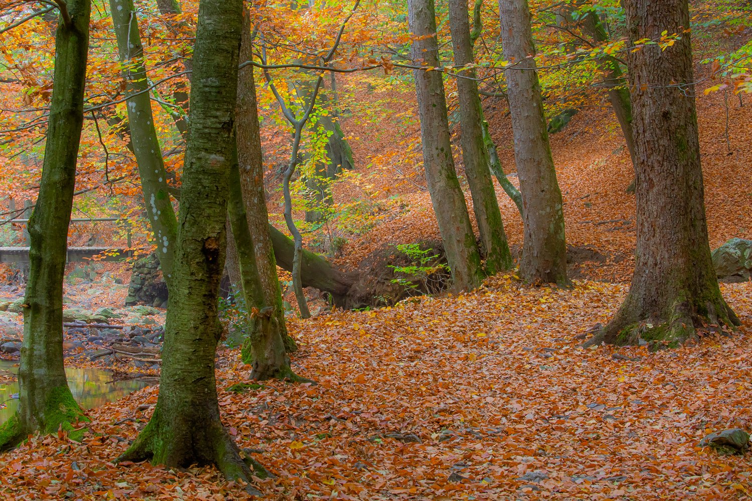 00059_III_HOECHNE_RIK_ELS_18OKT_2018_1394RCCz-40_15