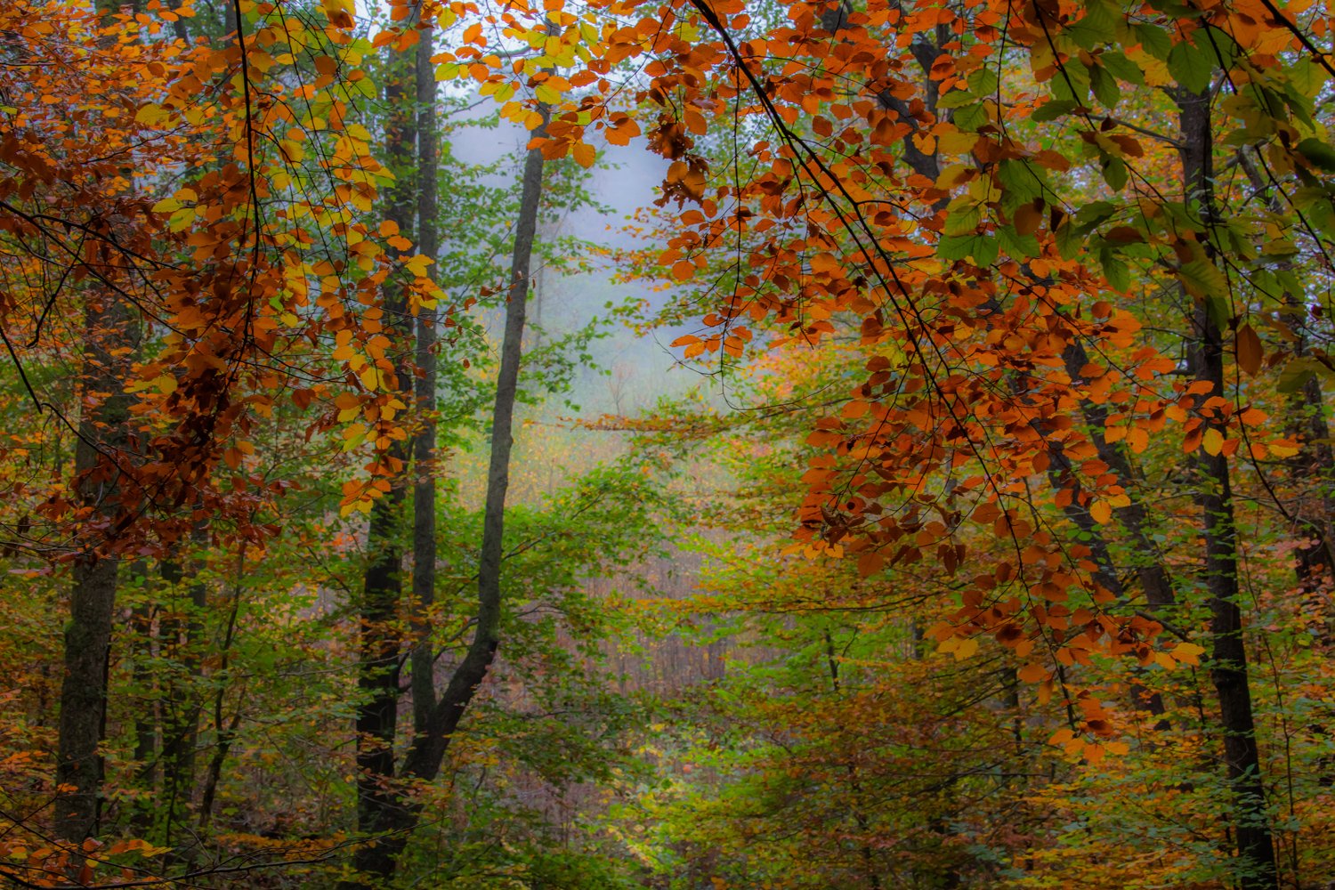 00063_III_HOECHNE_RIK_ELS_18OKT_2018_1370RCCz-40_15