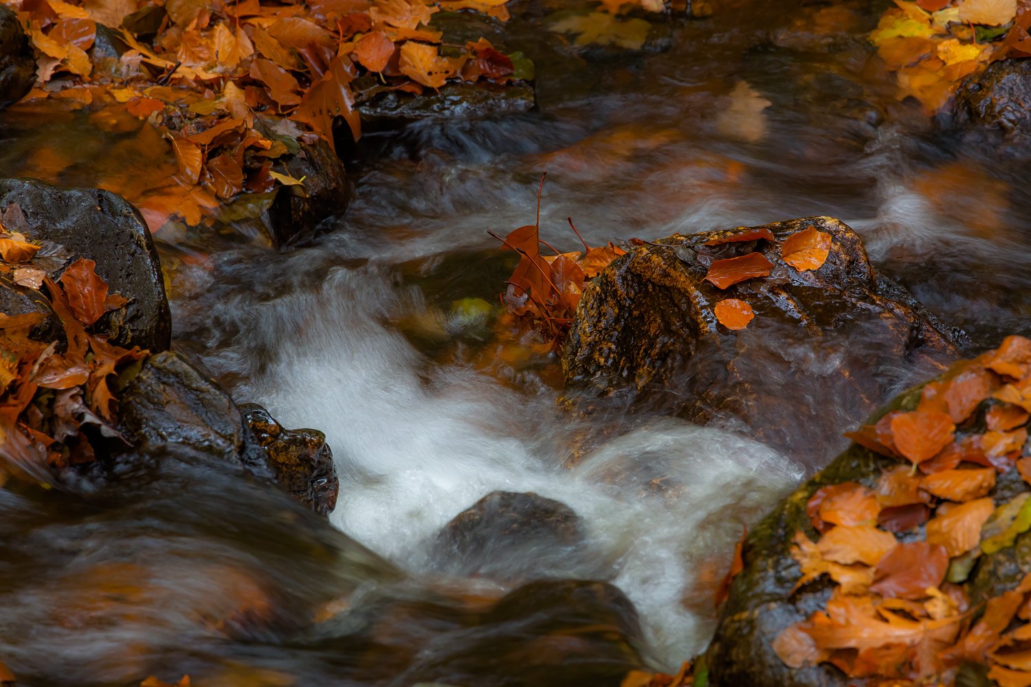 00087_III_HOECHNE_RIK_ELS_18OKT_2018_1482RCCz-40_15