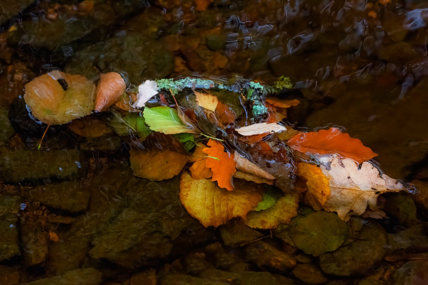 00101_III_HOECHNE_RIK_ELS_18OKT_2018_1024RCCz-40_15