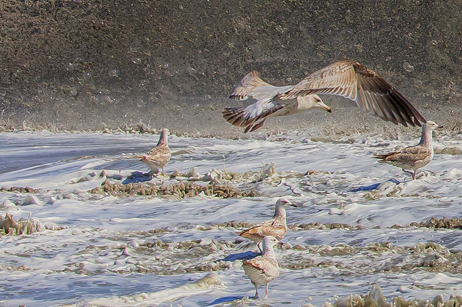 00047_III-westkapp_veere_16mei_2019_2684RCCz-40_15_2