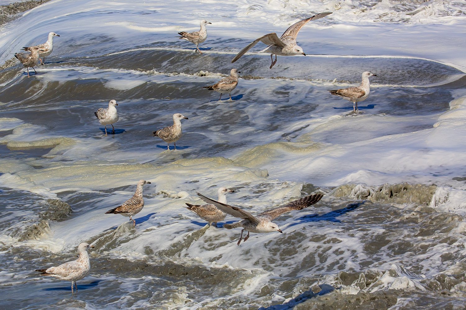 00375_III-westkapp_veere_16mei_2019_3009RCCz-40_15