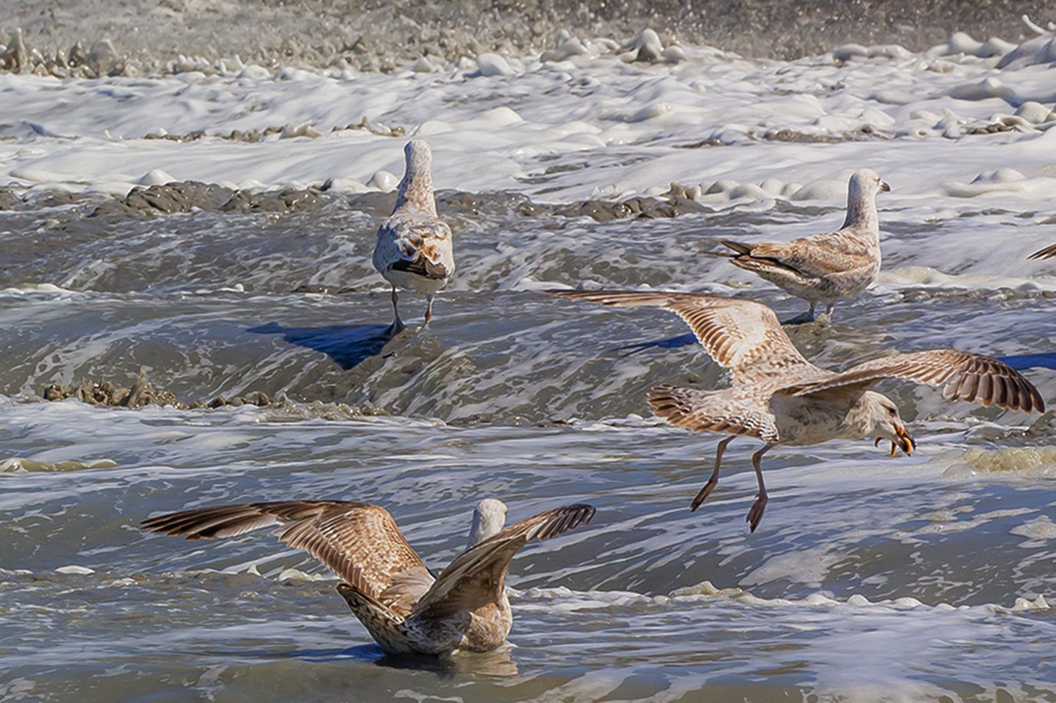 00488_III-westkapp_veere_16mei_2019_2738RCC-40_15_6
