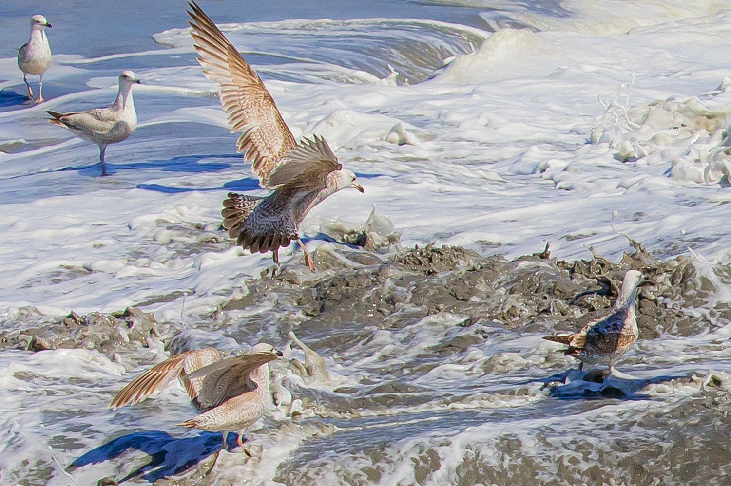 00521_III-westkapp_veere_16mei_2019_2782RCCz-40_15_11